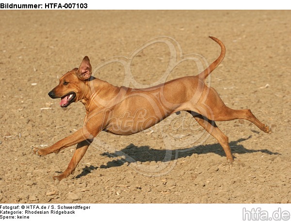 Rhodesian Ridgeback / HTFA-007103