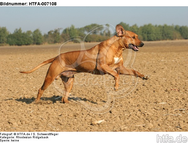 Rhodesian Ridgeback / HTFA-007108