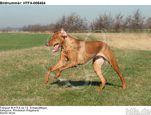 rennender Rhodesian Ridgeback / running Rhodesian Ridgeback / HTFA-008464