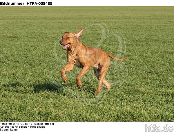 rennender Rhodesian Ridgeback / running Rhodesian Ridgeback / HTFA-008469