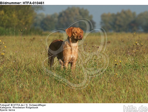 junger Rhodesian Ridgeback / young Rhodesian Ridgeback / HTFA-010461