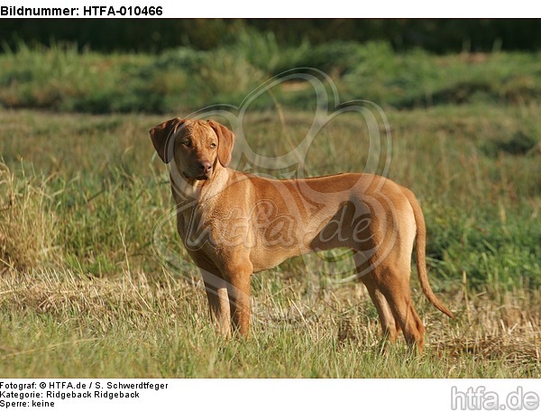 junger Ridgeback Ridgeback / young Ridgeback Ridgeback / HTFA-010466