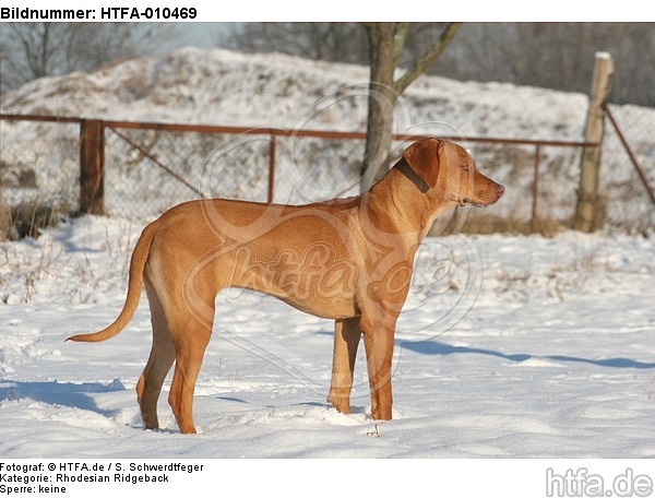 Rhodesian Ridgeback im Schnee / Rhodesian Ridgeback in snow / HTFA-010469
