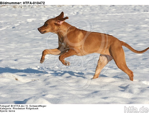 rennender Rhodesian Ridgeback / running Rhodesian Ridgeback / HTFA-010472