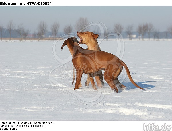 spielende Rhodesian Ridgebacks / playing Rhodesian Ridgebacks / HTFA-010534