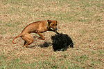 Havaneser und Rhodesian Ridgeback / Havaneser and Rhodesian Ridgeback