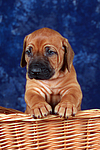 Rhodesian Ridgeback Welpe / rhodesian ridgeback puppy