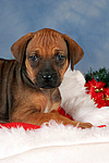 Rhodesian Ridgeback Welpe / rhodesian ridgeback puppy