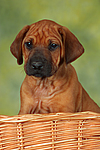 Rhodesian Ridgeback Welpe / rhodesian ridgeback puppy