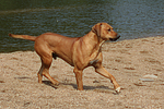 Rhodesian Ridgeback