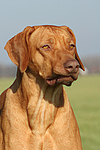 Rhodesian Ridgeback Portrait