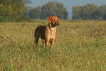 junger Rhodesian Ridgeback / young Rhodesian Ridgeback