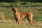 junger Ridgeback Ridgeback / young Ridgeback Ridgeback