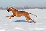 rennender Rhodesian Ridgeback / running Rhodesian Ridgeback