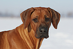 Rhodesian Ridgeback Portrait