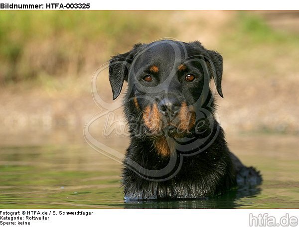 Rottweiler / HTFA-003325