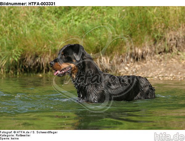 Rottweiler / HTFA-003331