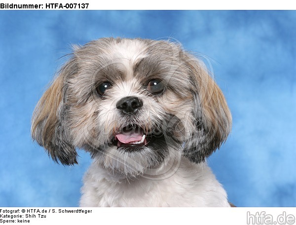 Shih Tzu / HTFA-007137