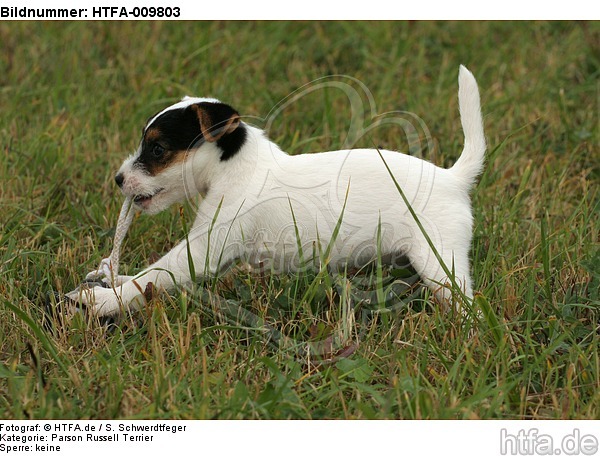 spielender Parson Russell Terrier Welpe / playing PRT puppy / HTFA-009803