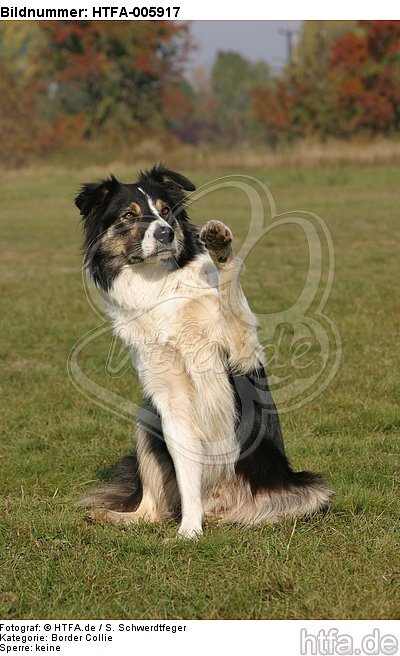 Border Collie / HTFA-005917