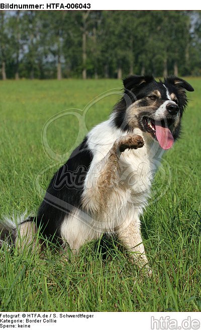 Border Collie / HTFA-006043