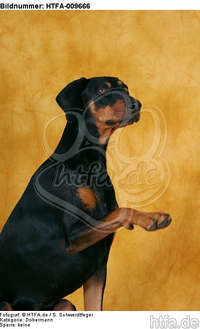 Dobermann gibt Pfötchen / Doberman Pinscher gives paw / HTFA-009666