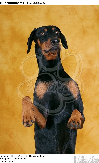 Dobermann macht Männchen / Doberman Pinscher shows trick / HTFA-009675