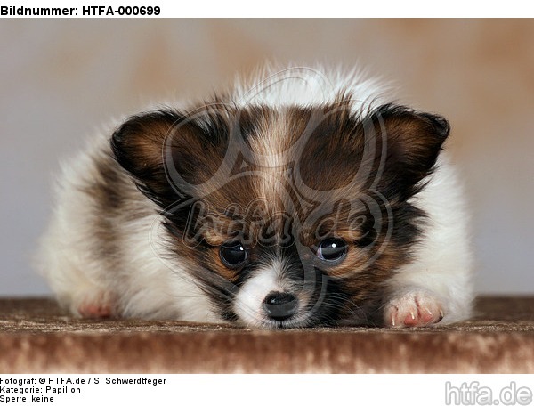 liegender Papillon Welpe / lying papillon puppy / HTFA-000699