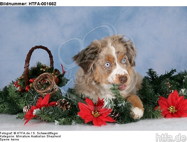 Miniature Australian Shepherd Welpe / miniature australian shepherd puppy / HTFA-001662