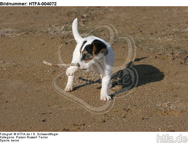 Parson Russell Terrier Welpe / parson russell terrier puppy / HTFA-004072