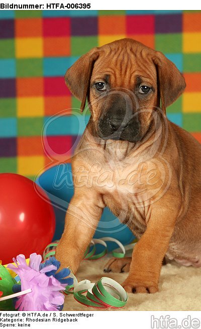 Rhodesian Ridgeback Welpe / rhodesian ridgeback puppy / HTFA-006395