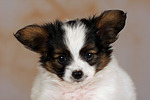 Papillon Welpe / papillon puppy