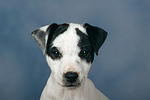 Parson Russell Terrier