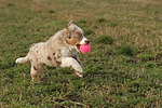 Miniature Australian Shepherd Welpe / miniature australian shepherd puppy