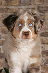 Miniature Australian Shepherd Welpe / miniature australian shepherd puppy