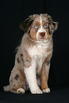 Miniature Australian Shepherd Welpe / miniature australian shepherd puppy