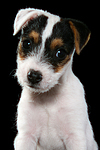 Parson Russell Terrier Welpe / parson russell terrier puppy