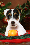 Parson Russell Terrier Welpe zu Weihnachten / PRT puppy at christmas