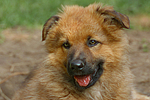 Harzer Fuchs Welpe / Harzer Fuchs puppy