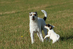 spielende Parson Russell Terrier / playing PRT