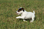 rennender Parson Russell Terrier Welpe / running PRT puppy