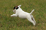 rennender Parson Russell Terrier Welpe / running PRT puppy