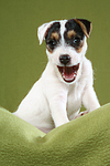 sitzender Parson Russell Terrier Welpe / sitting PRT puppy