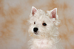 West Highland White Terrier Welpe / West Highland White Terrier Puppy