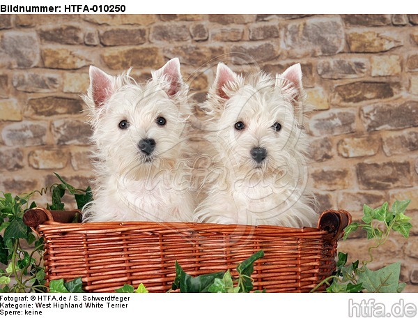 West Highland White Terrier Welpen / West Highland White Terrier Puppies / HTFA-010250