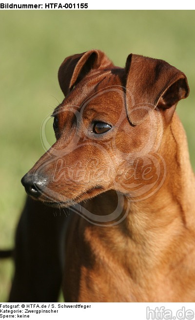 Rehpinscher Portrait / miniature pinscher portrait / HTFA-001155