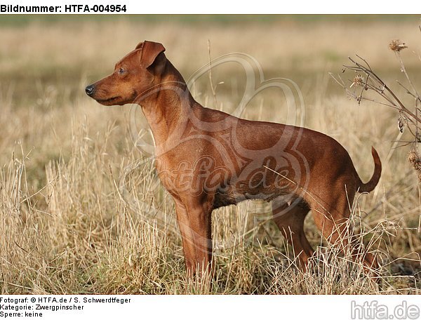 Rehpinscher / miniature pinscher / HTFA-004954