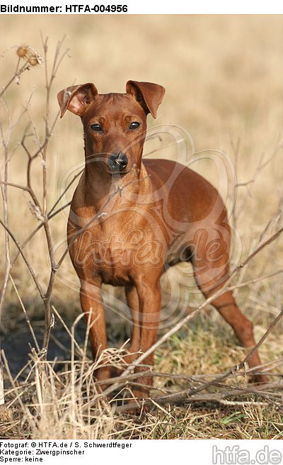 Rehpinscher / miniature pinscher / HTFA-004956