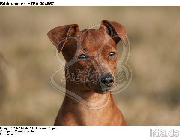 Rehpinscher / miniature pinscher / HTFA-004957