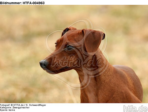 Rehpinscher / miniature pinscher / HTFA-004963